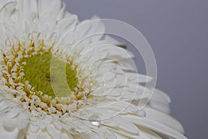 White gerbera daisy, macro photo. close up