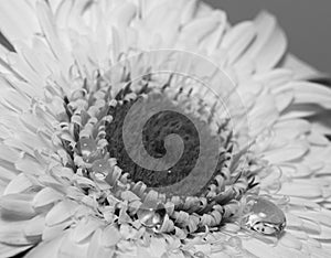 White gerbera daisy, macro photo. close up