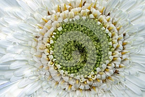 White gerbera daisy, macro photo. close up