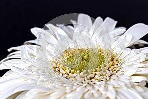 White gerbera daisy, macro photo. close up