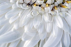 White gerbera daisy, macro photo. close up