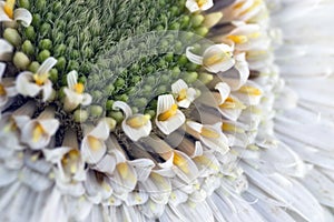 White gerbera daisy, macro photo. close up