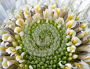 White gerbera daisy, macro photo. close up