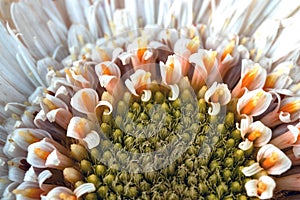 White gerbera daisy, macro photo. close up