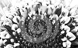 White gerbera daisy, macro photo. close up