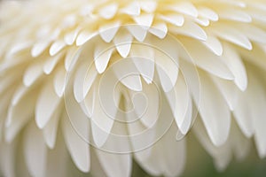 White Gerbera daisy macro photo, close up.