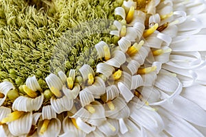 White gerbera daisy, macro photo. close up