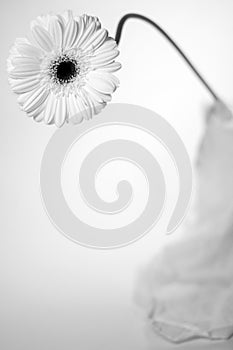 White Gerbera Flower