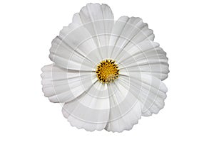 White gerbera flower