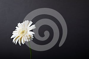 White gerbera flower on black background.