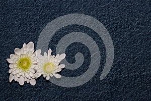 White gerbera flower on denim texture background. blank design in the style of hippie, boho, bohemia for cards, invitations,