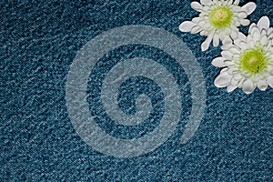 White gerbera flower on denim texture background. blank design in the style of hippie, boho, bohemia for cards, invitations,