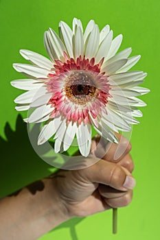 White gerbera flower in the hand on the green background