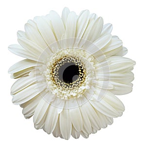 White gerbera flower