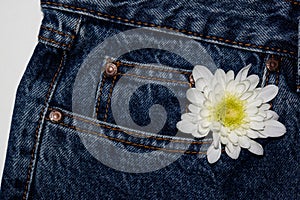 White gerbera flower in the pocket of rough jeans. Beautiful flower on denim texture background. jeans on a pure white background