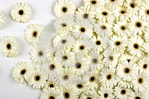 White Gerbera Flowers