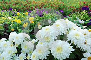 white gerbera flowers for pattern and background