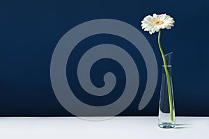 White gerbera in glass vase on white table