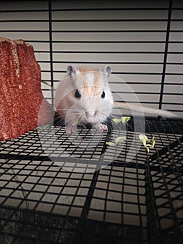 White Gerbillinae Eating Cabbage.