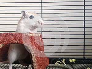 White Gerbillinae Standing.