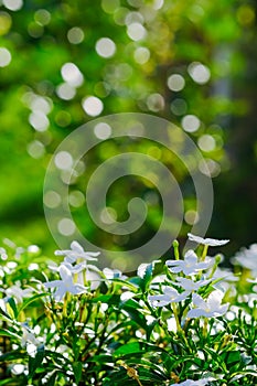 White Gerdenia Crape Jasmine, white flowers