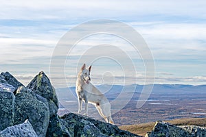 White German Shepherd dog standing on a mountain