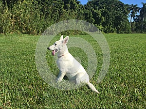 A White German Shepherd Puppy Sitting in the Grass