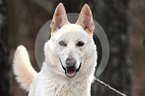 White German Shepherd and Siberian Husky mix breed dog outside on a leash