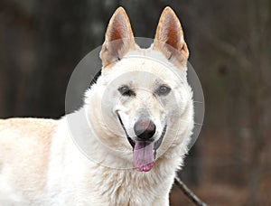 White German Shepherd and Siberian Husky mix breed dog outside on a leash