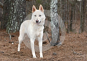 White German Shepherd and Siberian Husky mix breed dog outside on a leash