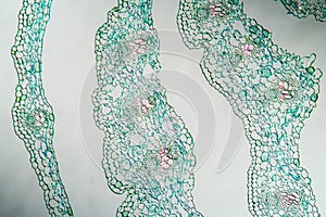 white Germer stem cross section