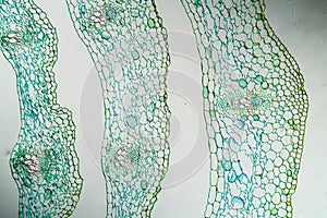 white Germer stem cross section