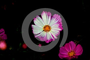 White Gesang flower with pink edge