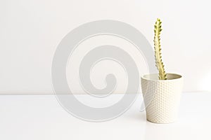 White ghost candle stick tree Euphorbia lactea plant isolated on a white background