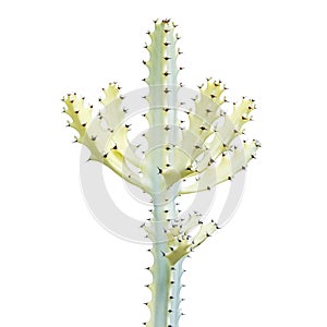White Ghost, Euphorbia lactea Plant Isolated on White Background photo
