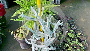 White ghost euphorbia lactea tree closeup