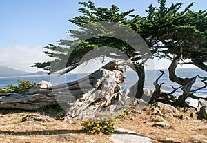 white ghost trees and cypress on California coastline ocean in background
