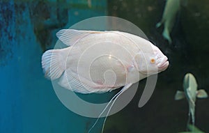 White Giant gourami fish Osphronemus goramy swimming in aquarium tank