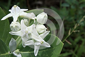 White Giant Indian Milkweed or Gigantic Swallowwort blooming.