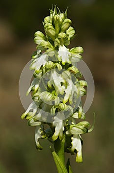 White Giant Orchid flowers spike - Himantoglossum robertianum
