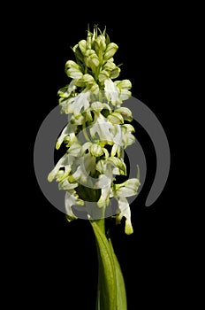 White Giant Orchid flowers spike over black - Himantoglossum robertianum