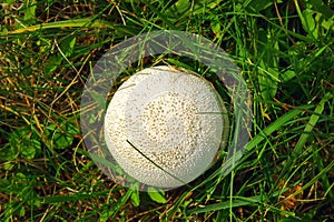 White giant puffball fungus growing in grassland with a background of shrubs and grass.