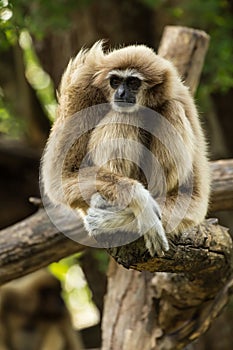 White gibbon