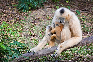 White gibbon mother and young gibbon at stump