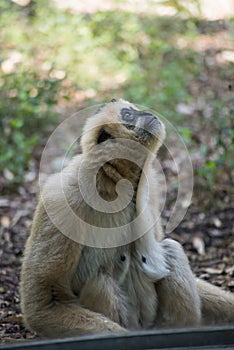 white gibbon sitting behind a window in a zoologic park