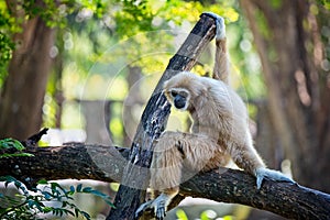 White gibbon on a tree