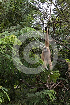 White gibbons on tree. White hand gibbon hanging from the tree branch. photo