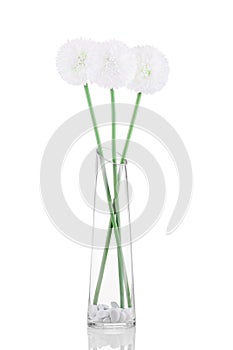 White Giganteum in vase isolated on white background photo