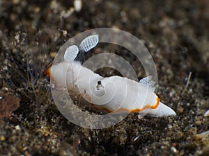 White gill chromodoris