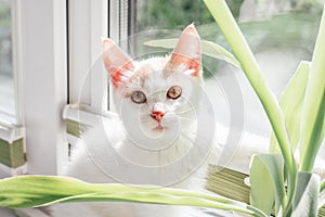 White and ginger cat 3-4 months sits near window. Kitten in rays of sun, next to houseplant